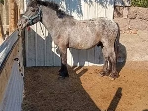 At, Appaloosa