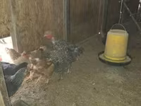 Chickens — foto 2