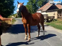 Caballo, Caballos — foto 3