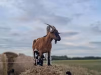 Koza, Kozy — zdjęcie 6