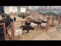 نعجة, Racka sheep — الصورة 2