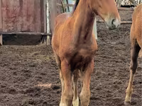 Kobila, Thoroughbred horse — fotografija 4