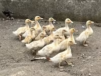 American Pekin — photo 2