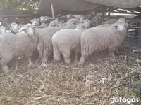 نعجة, الأغنام — الصورة 2