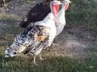 Turkeys — Foto 1