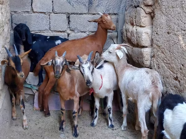 Echki, Alpine goat