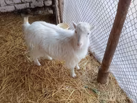 Echki, Saanen goat — 1-rasm