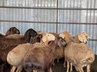 Ovan, Arashan sheep — fotografija 8