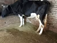 Byk, Russian Black pied cattle — zdjęcie 5