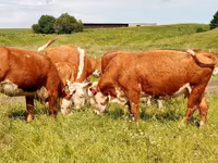 Vaca, Swiss cattle — foto 6