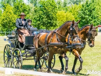 Horse (M), Hungarian horse breed — photo 8