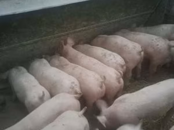 Verrat, Porcs