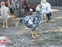 Chickens — zdjęcie 4