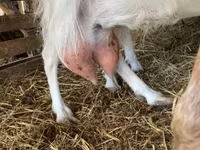 母山羊, Goats — 照片 3