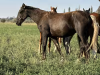 Égua, Cavalos — foto 1
