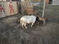 मेढ़ा, Dorper sheep — फ़ोटो 2