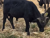 Bull, Aberdeen-Angus — photo 2
