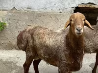 Moutons (lot, sexe non indiqué), Moutons — photo 2