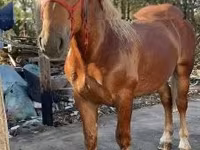 公马, Horses — 照片 1