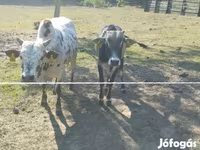 Touro, Zebu — foto 4