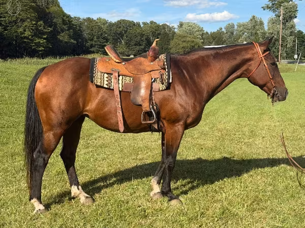 Kobila, Quarter Horse
