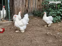 كوشين — الصورة 2