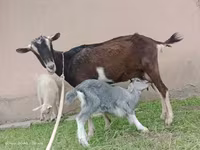 Ziege, Alpine goat — Foto 5