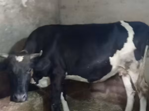Cow, Russian Black pied cattle