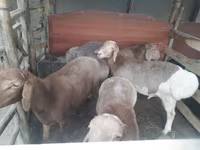 Carneiro, Ovelhas — foto 1
