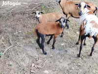 Carnero, Cameroon sheep — foto 1