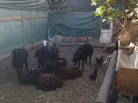 Qoç, Arabi sheep — foto 2