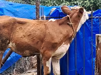 Cow, Simmental cattle — photo 2