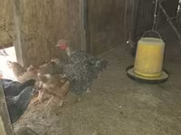 Chickens — fotografija 2