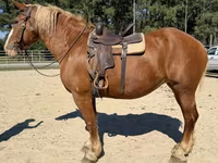 Cavalo, Belgian Draught — foto 5