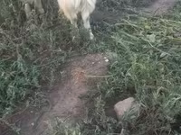 बकरी, Saanen goat — फ़ोटो 3