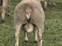 Ovan, Ile-de-France sheep — fotografija 5