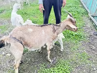 Chèvre, Alpine goat — photo 7