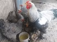 Brahma — foto 5