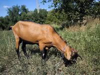 Kozioł, Kozy — zdjęcie 2