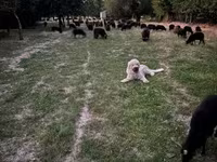 母羊, Racka sheep — 照片 4