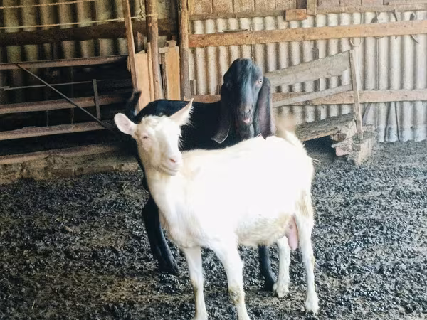 Jarac, Kamori goats