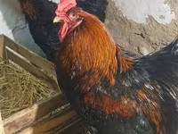 Brahma — photo 1