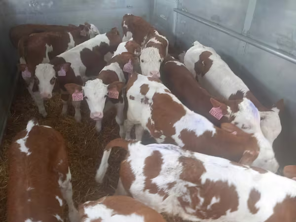 ثور, Simmental cattle