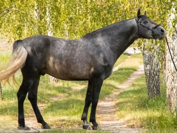 At, Andalusian horse