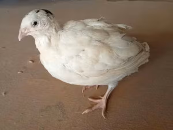 Quails