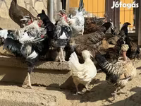ياباني بانتام — الصورة 3