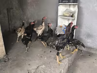 Chickens — fotografija 3