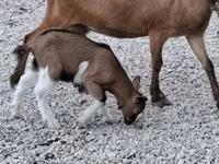 Ziegenbock, Ziegen — Foto 2
