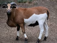 भेड़, Cameroon sheep — फ़ोटो 3