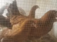 Chickens — photo 3